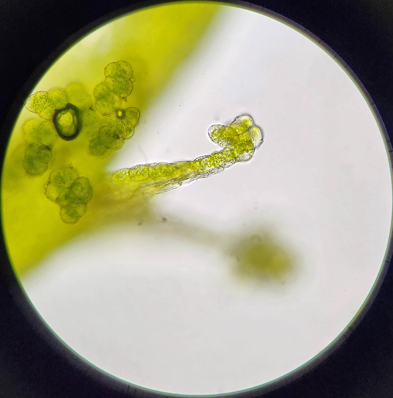 Lophocolea minor
